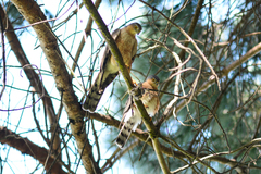 Accipiter rufiventris