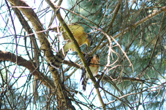 Accipiter rufiventris