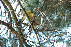 Accipiter rufiventris