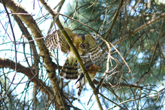 Accipiter rufiventris