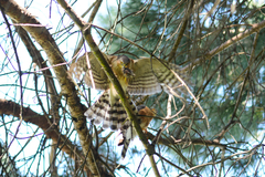 Accipiter rufiventris