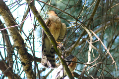 Accipiter rufiventris
