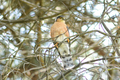 Accipiter rufiventris