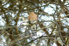 Accipiter rufiventris