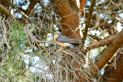 Accipiter rufiventris