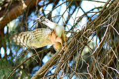 Accipiter rufiventris