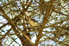 Accipiter rufiventris