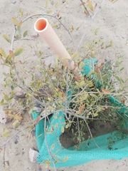 Geoffroea decorticans