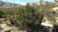Juniperus californica