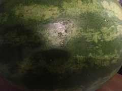 Angiospermae