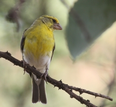 White-Bellied Canary photo 1