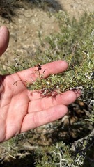 Coleogyne ramosissima