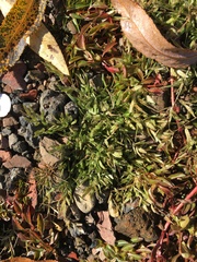 Eragrostis hypnoides