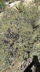 Coleogyne ramosissima