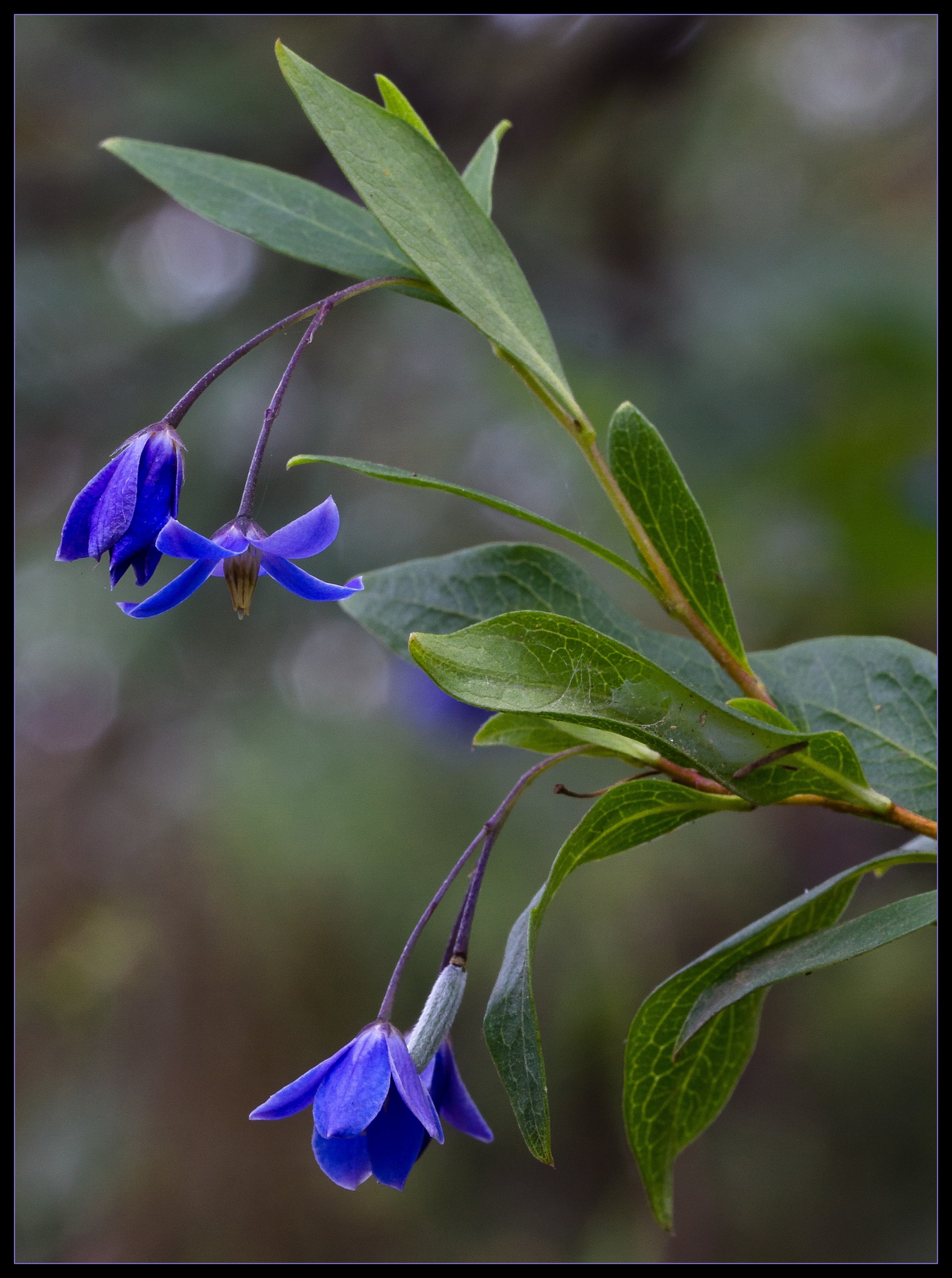 Billardiera