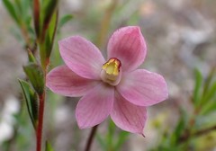 Thelymitra rubra