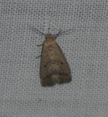 Hypenodes fractilinea