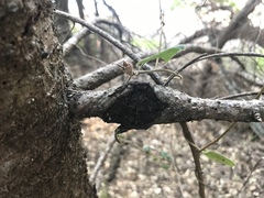 Agrobacterium pseudotsugae