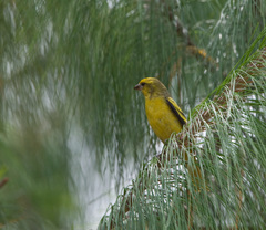 Yellow-Crowned Canary photo 4