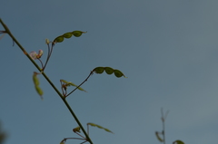 Desmodium obtusum