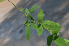 Desmodium obtusum