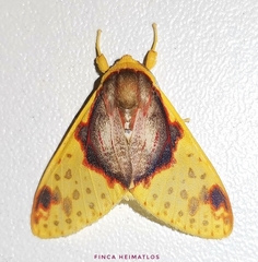 Amaxia flavicollis