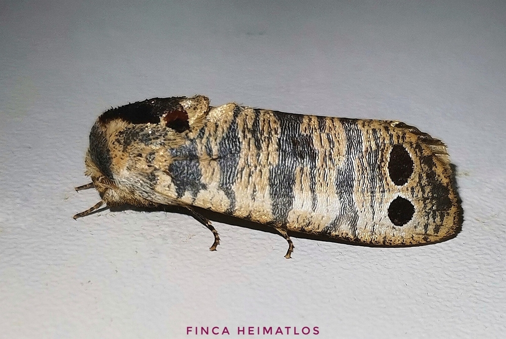 Cossula praeclara