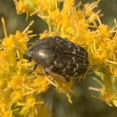 Euphoria sepulcralis