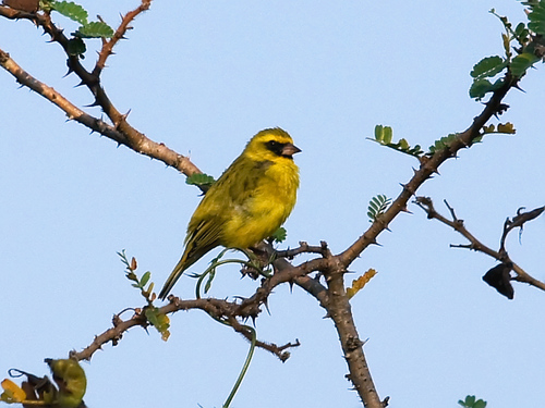 Crithagra frontalis (Reichenow, 1904)