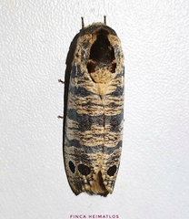 Biocellata praeclara