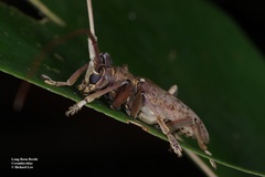 Acalolepta rusticatrix