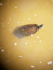 Pseudemys rubriventris