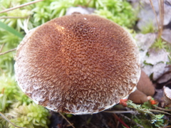Suillus ampliporus