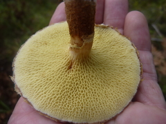 Suillus ampliporus