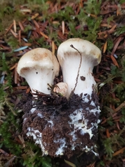Cortinarius rubicundulus