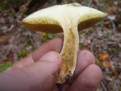 Suillus ampliporus