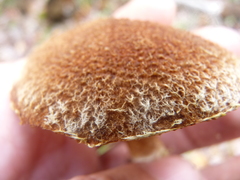 Suillus ampliporus