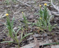 Podotheca angustifolia