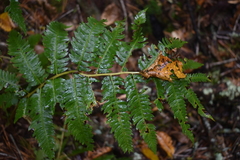 Dryopteris goldieana