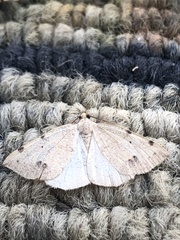 Drepanulatrix bifilata