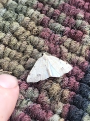 Drepanulatrix bifilata