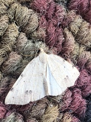 Drepanulatrix bifilata