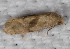 Platphalonidia magdalenae