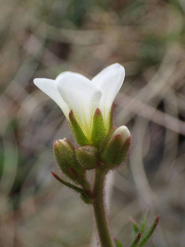 Meadow Saxifrage