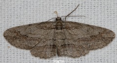 Iridopsis pergracilis