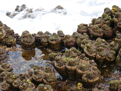Red Bait photo 4