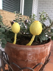 Leucocoprinus birnbaumii image