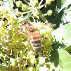 Apis mellifera