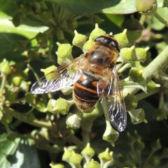 Eristalis tenax