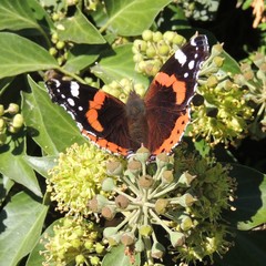 Vanessa atalanta